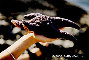 Starfish